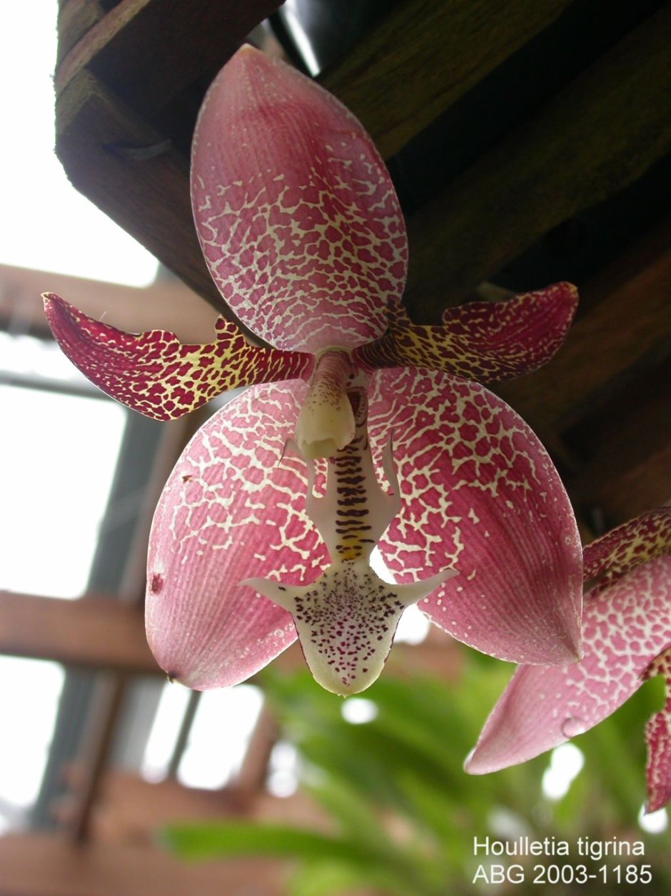 Орхидея Houlletia odoratissima