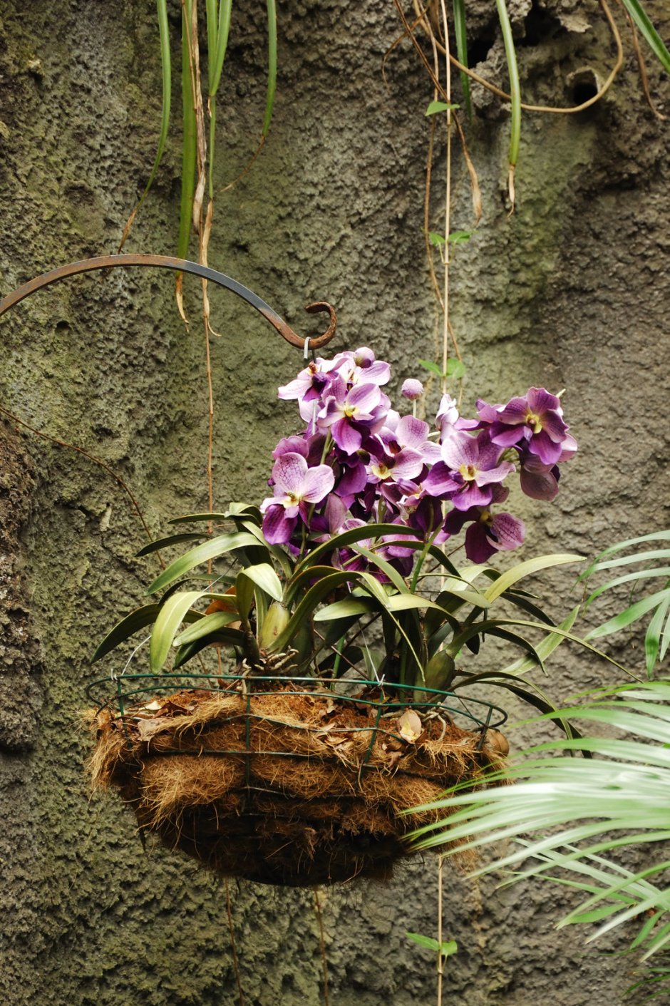 Орхидея фаленопсис на коре
