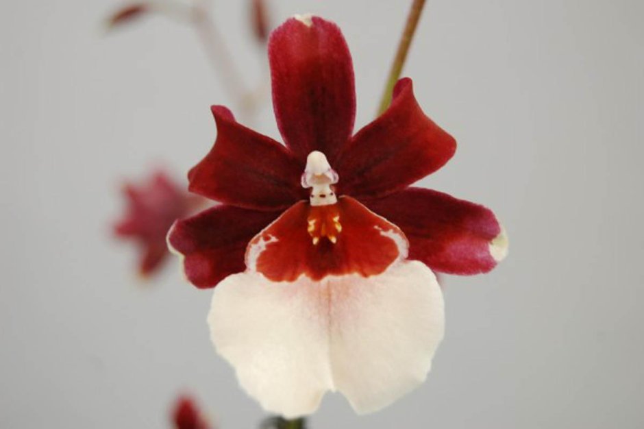 Орхидея Bartley Schwarz