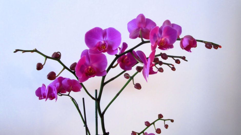 Орхидея фаленопсис Эстетика