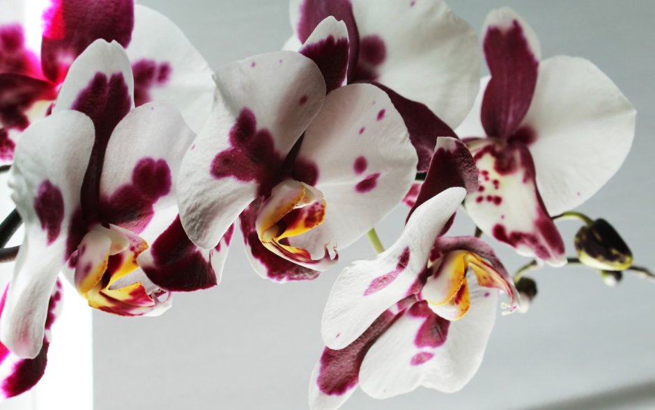 Фотообои двухцветная Орхидея