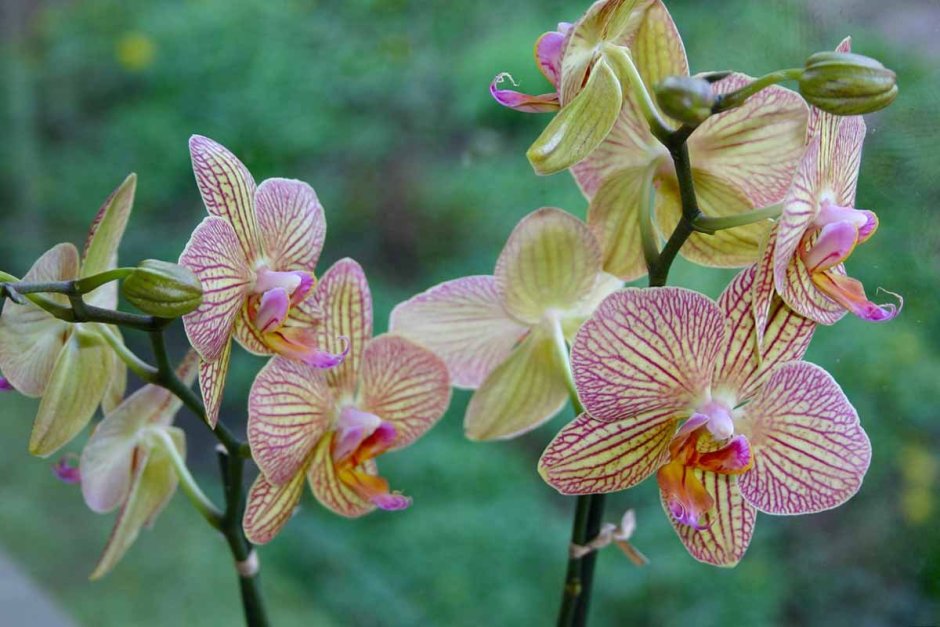 Равелло Орхидея
