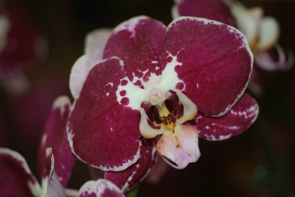 Орхидея Бургундия