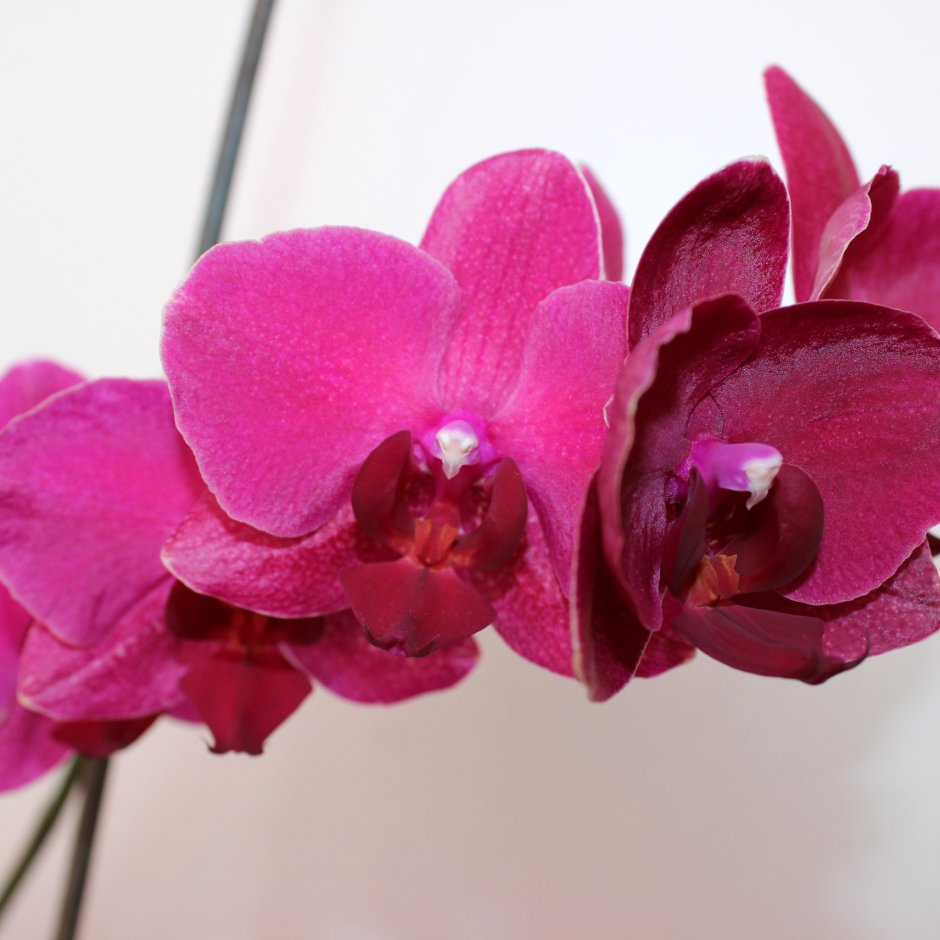 Орхидея Брауни