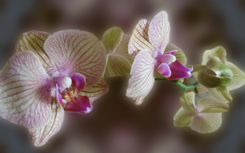 Орхидея пастельных цветов