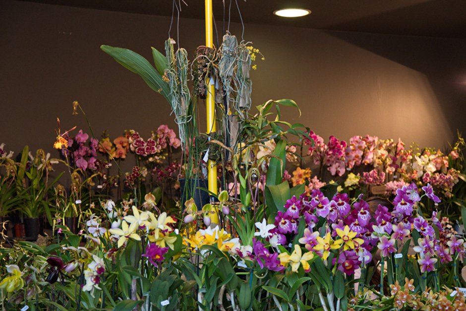 Много цветущих орхидей