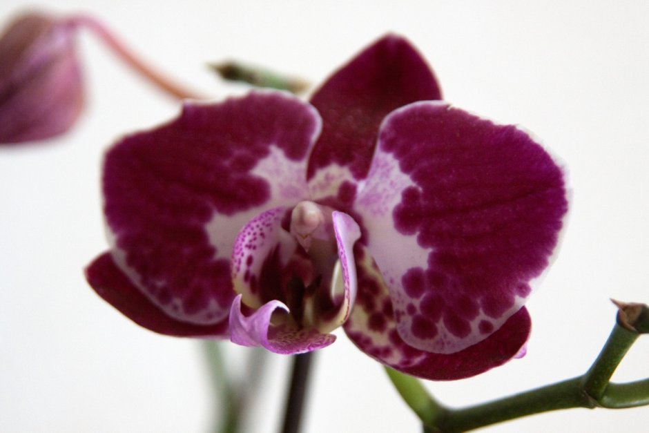 Орхидея фотография в рост