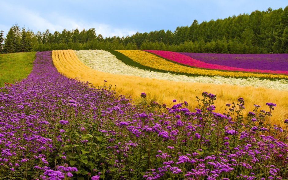 Красивое поле с цветами