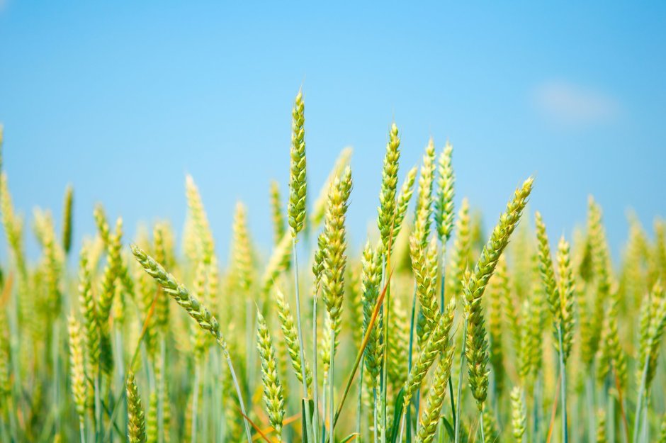 Зеленые колосья пшеницы