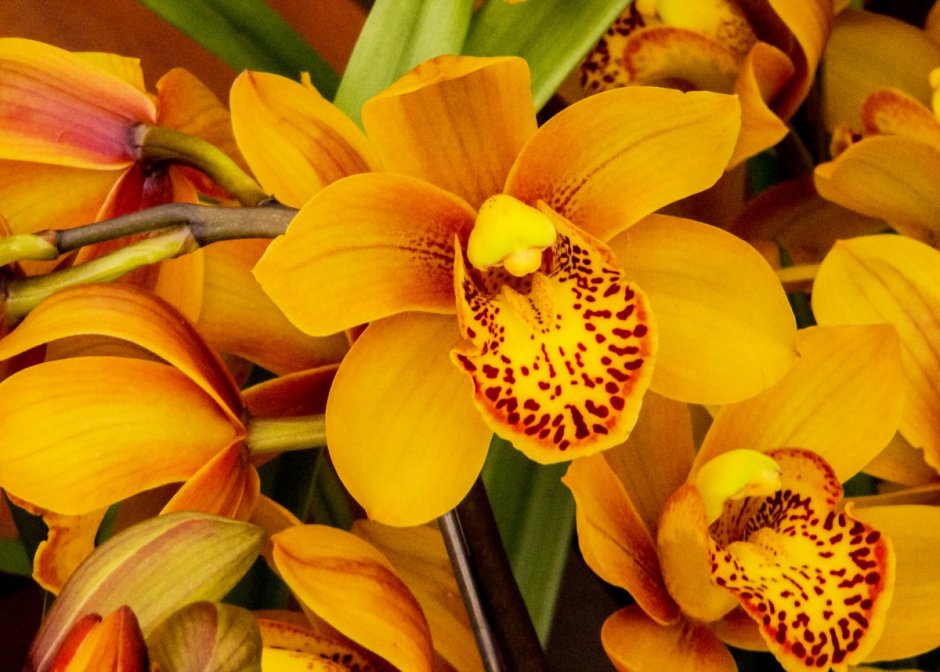 Желтая Орхидея