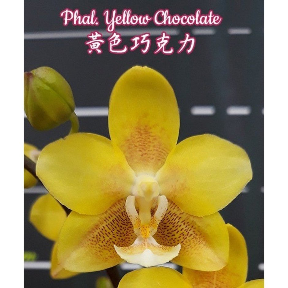Орхидея Phal. Yellow Chocolate