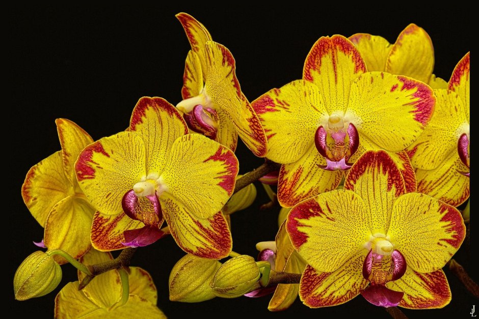Орхидея Papagayo