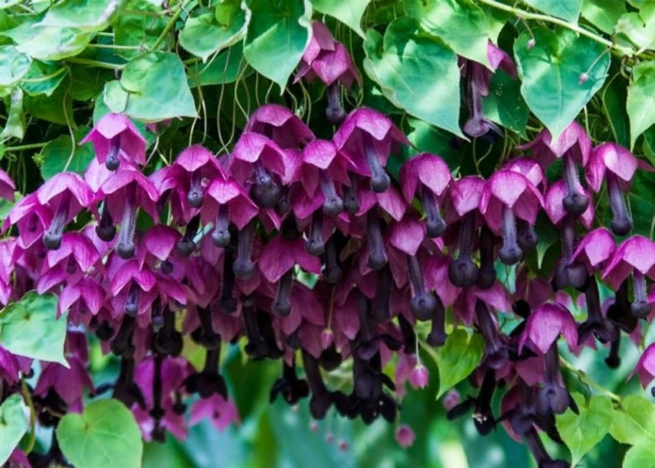 Родохитон пурпурный колокол