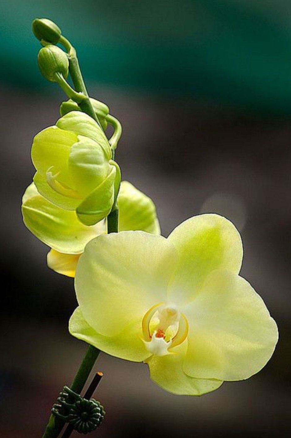 Орхидея желтый шоколад