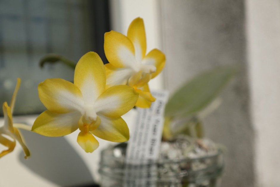 Орхидея yen Shuai Sweet