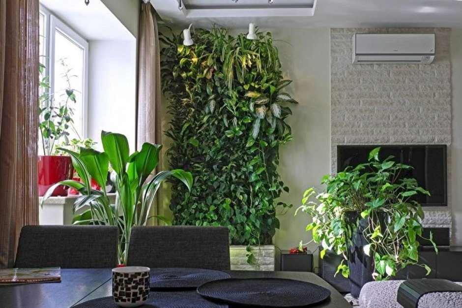 Тенелюбивые растения комнатные лианы