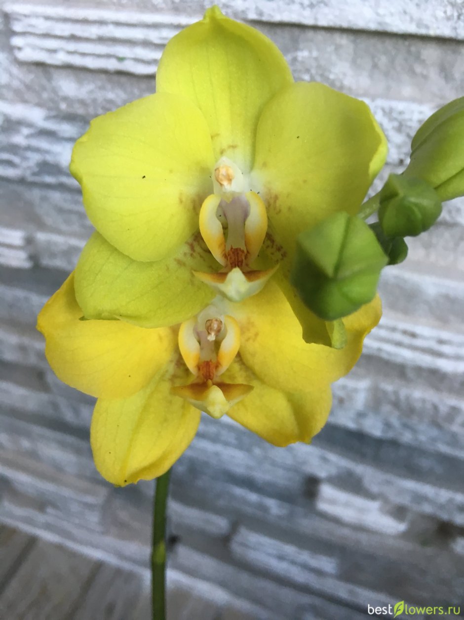 Желтая Орхидея фаленопсис мультифлора