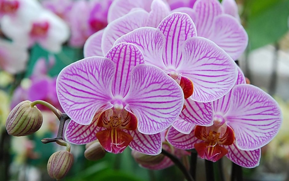 Сого даймонд орхидея