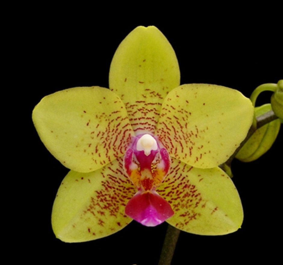 Орхидея Сого Давид
