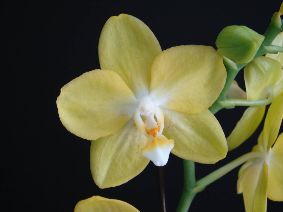 Орхидея Phalaenopsis Sunshine