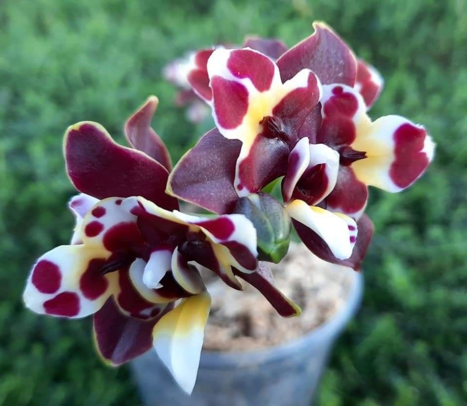 Star Diamond Орхидея