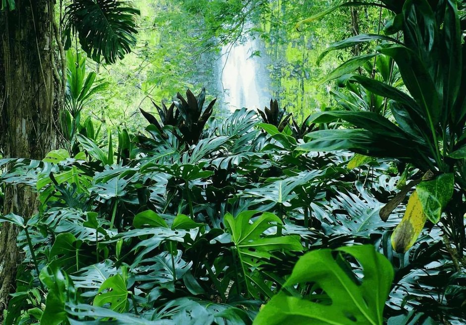 Растения влажных тропических лесов африки