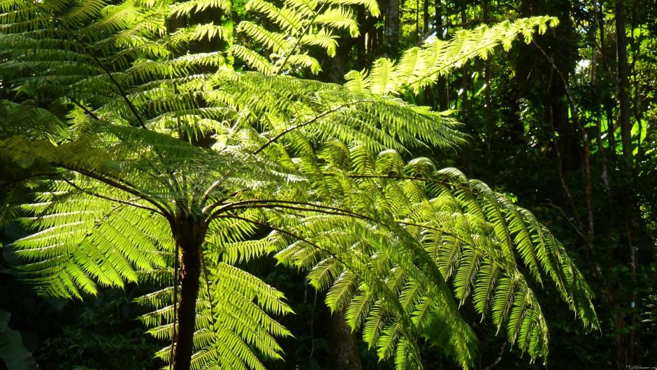 Деревянистые растения влажных тропических лесов
