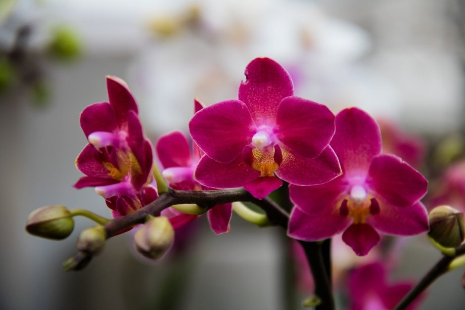Орхидея гулу