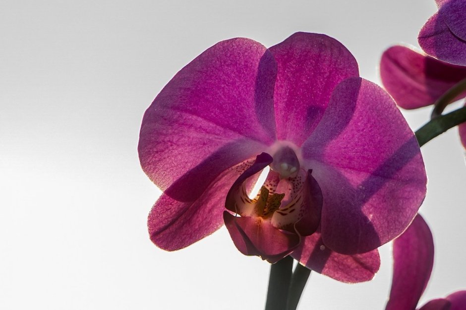 Орхидея Торино розовый