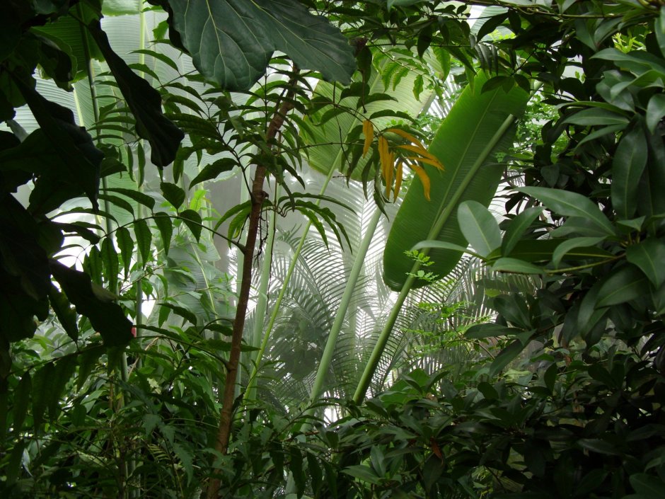 Растения джунглей Индии