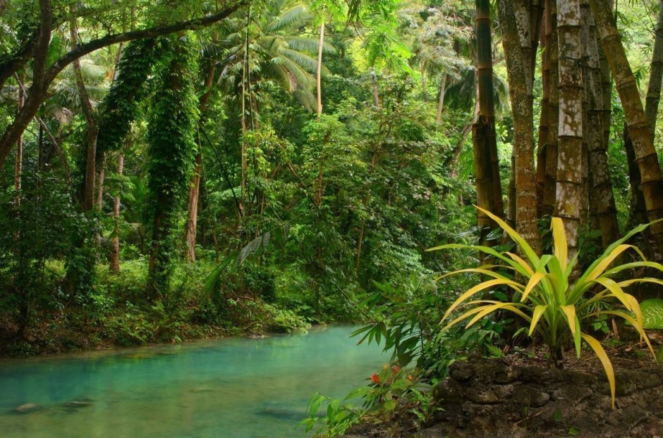 Филиппины природа джунгли