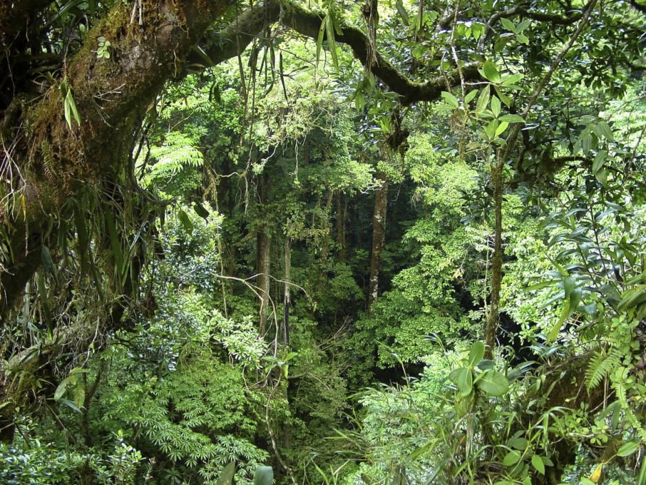 Вечнозелёные экваториальные леса Евразии