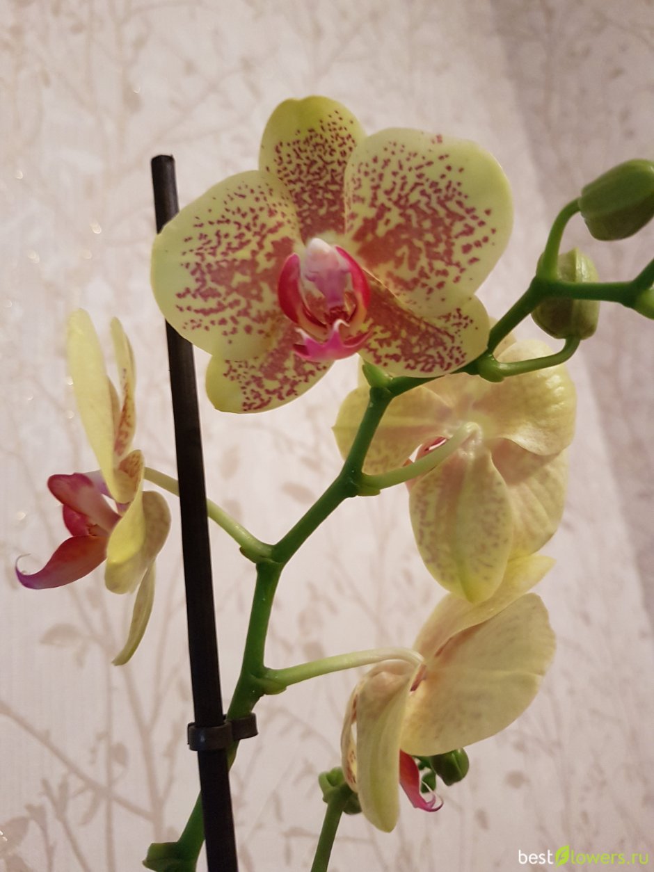 Орхидея фаленопсис Пульсатион