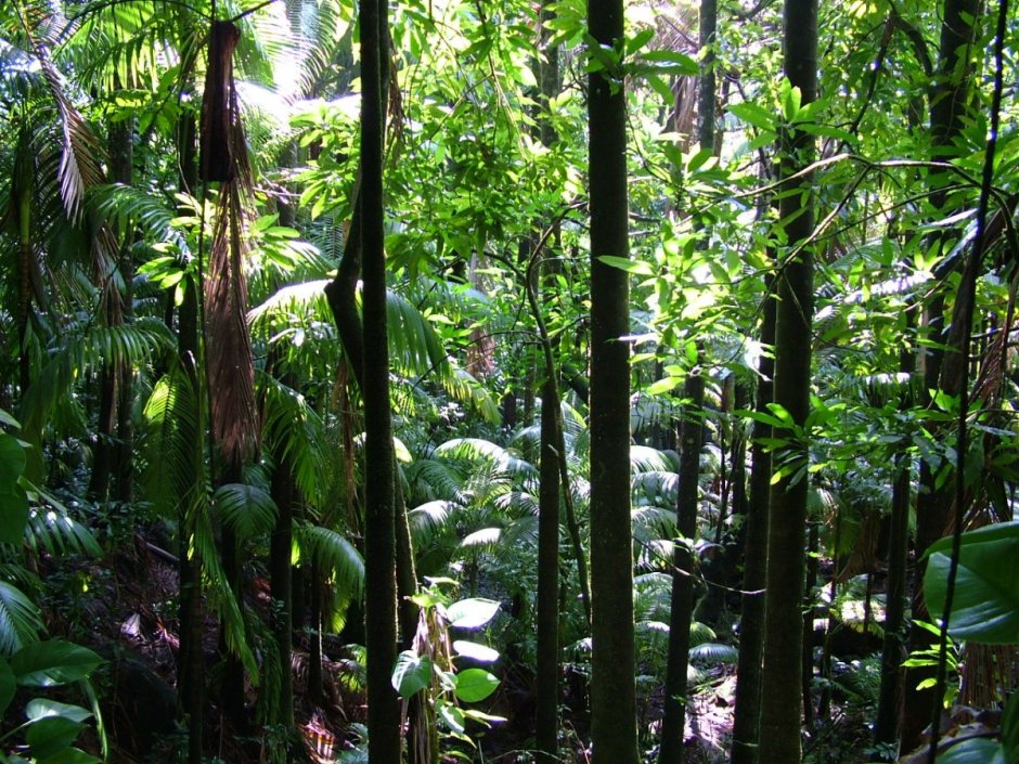 Влажные тропические леса Южной Америки