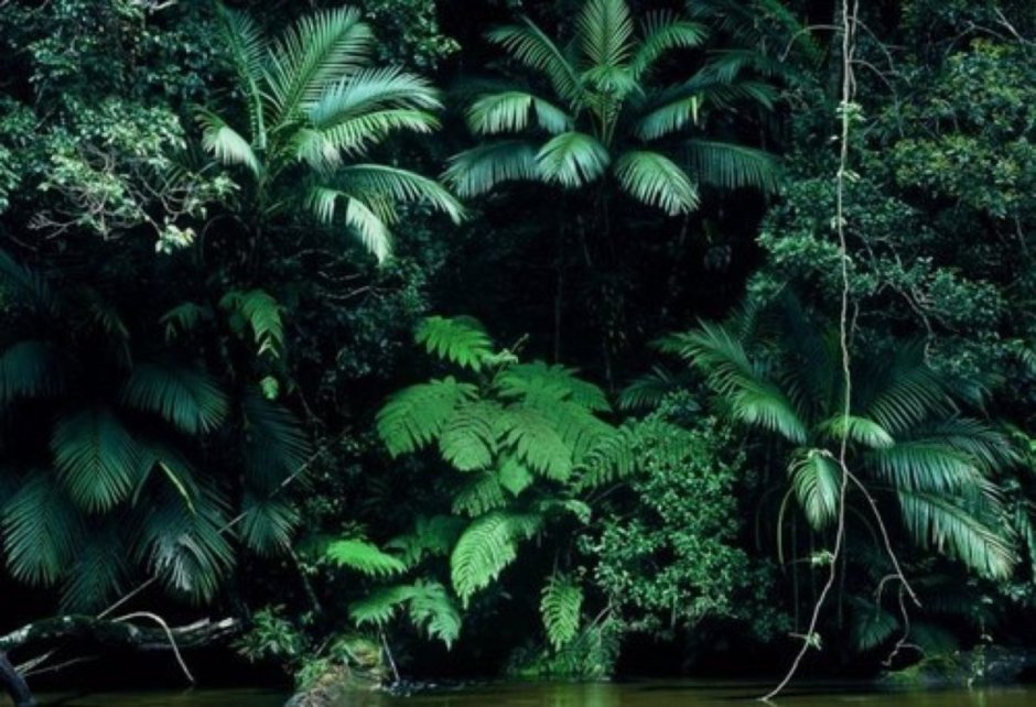 Бали монстера папоротник джунгли