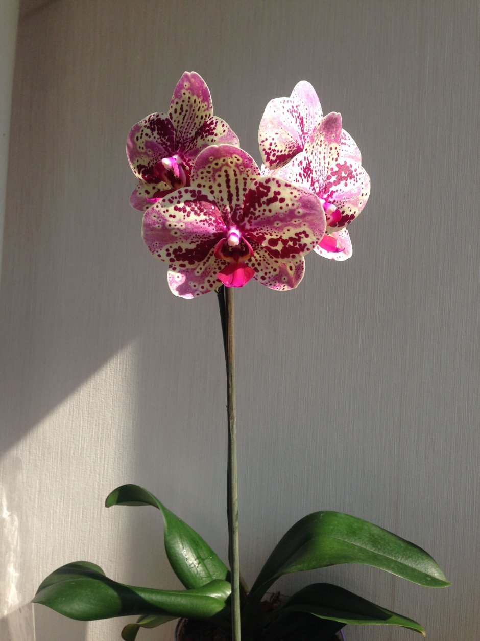 Орхидея Torino