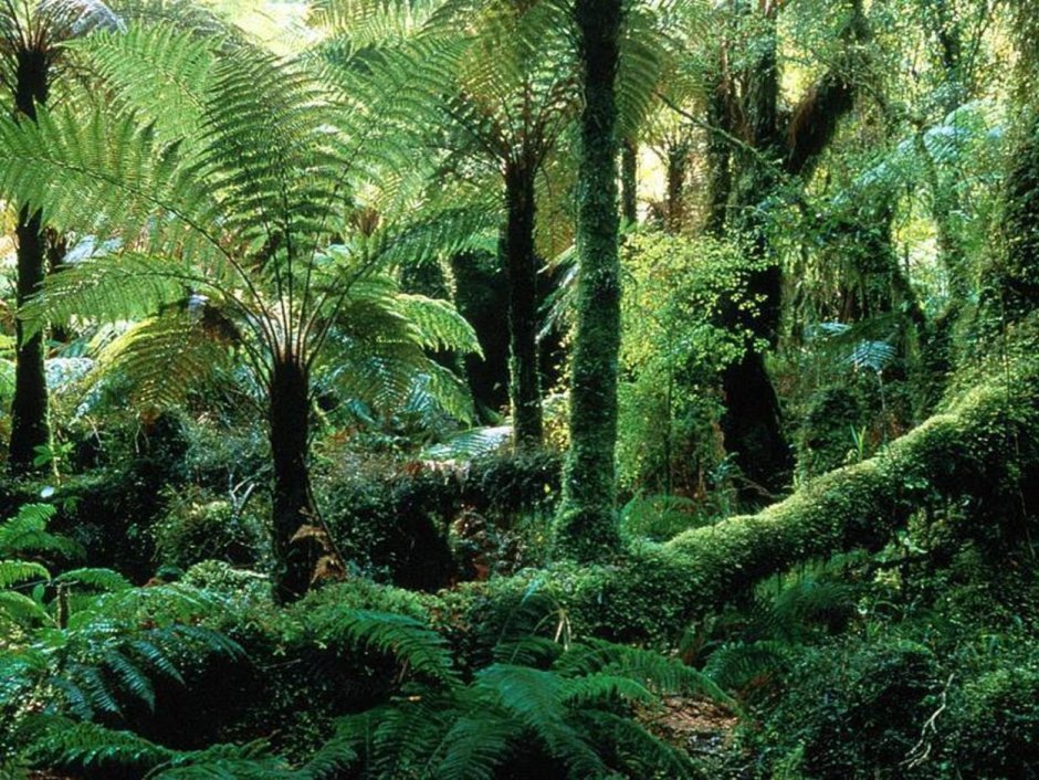 Экваториальный лес