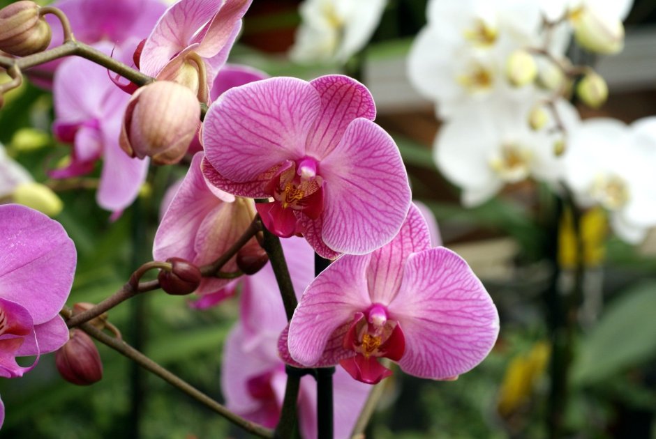Орхидея фаленопсис Линда