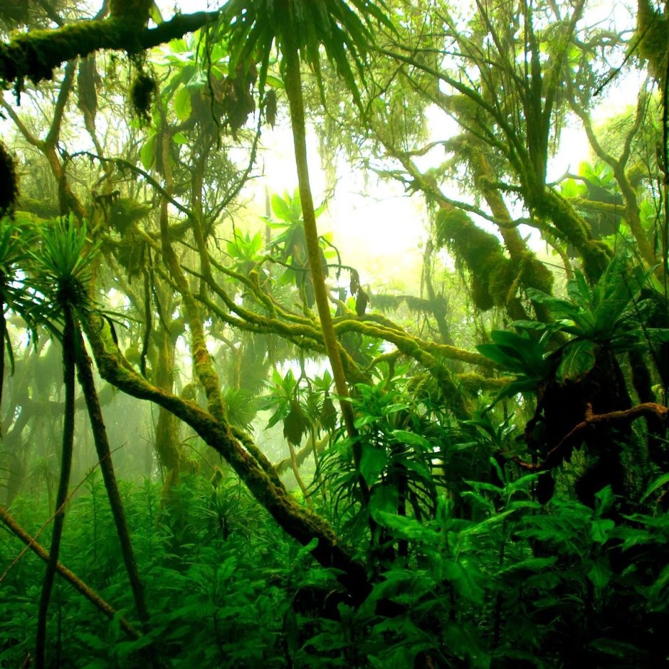 Экваториальные леса Африки