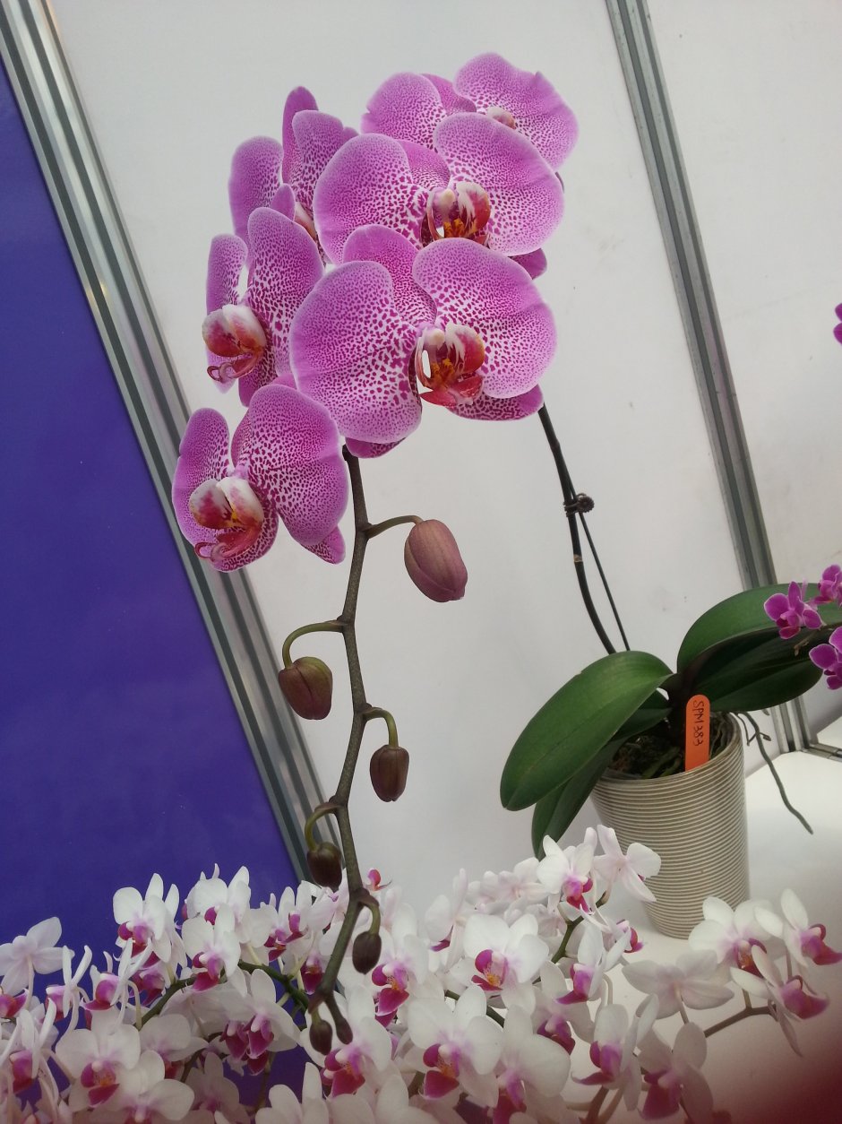 Торино орхидея