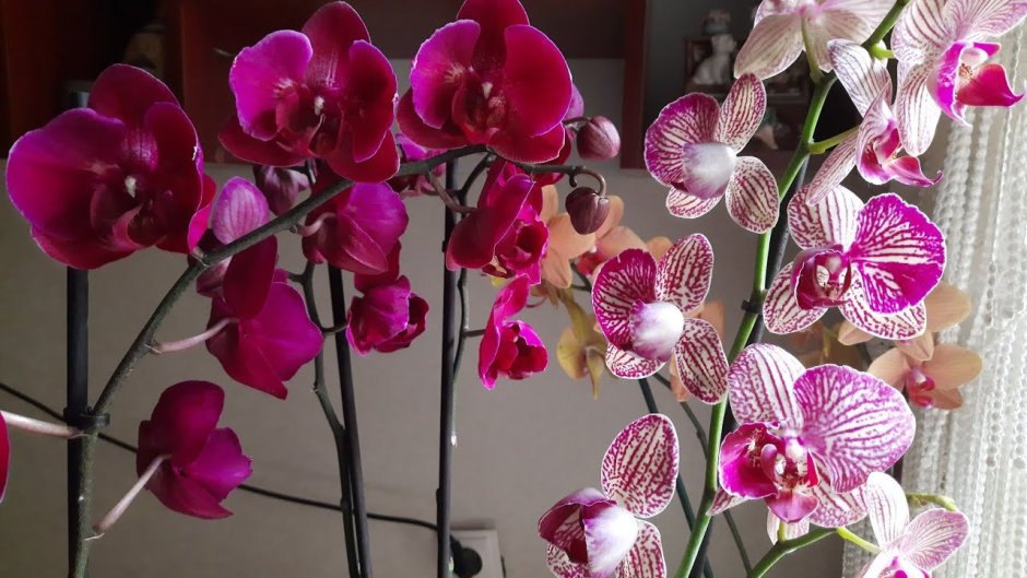 Орхидея Вивальди пелорик