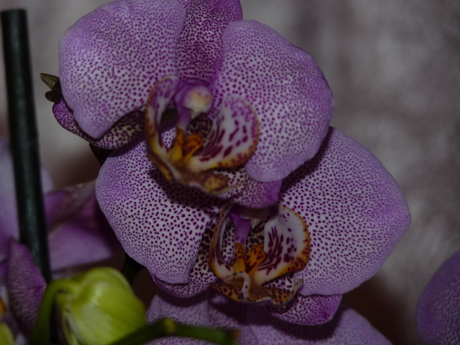 Орхидея Phalaenopsis Budapest