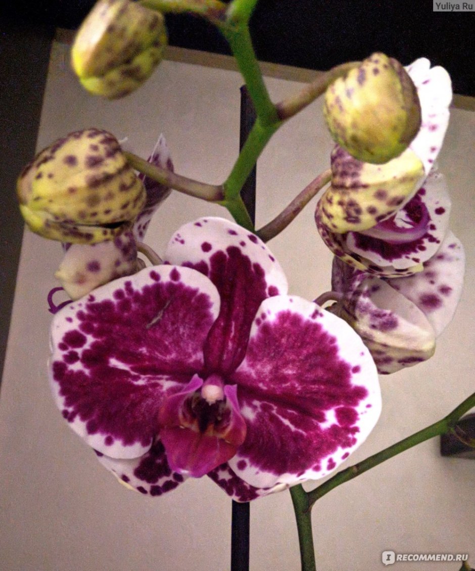 Орхидея sparkling moments