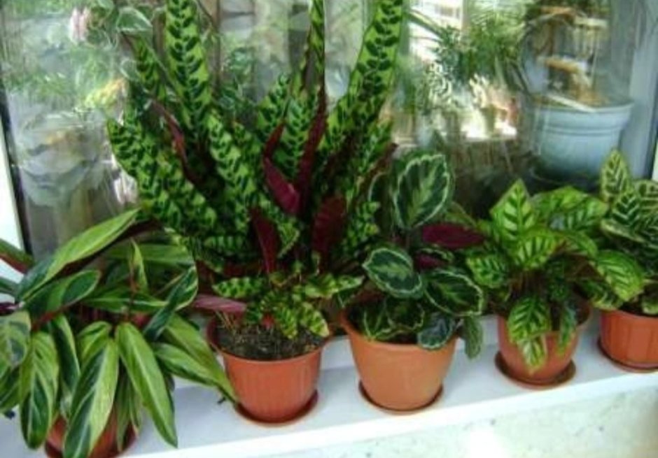 Декоративнолистные комнатные растения