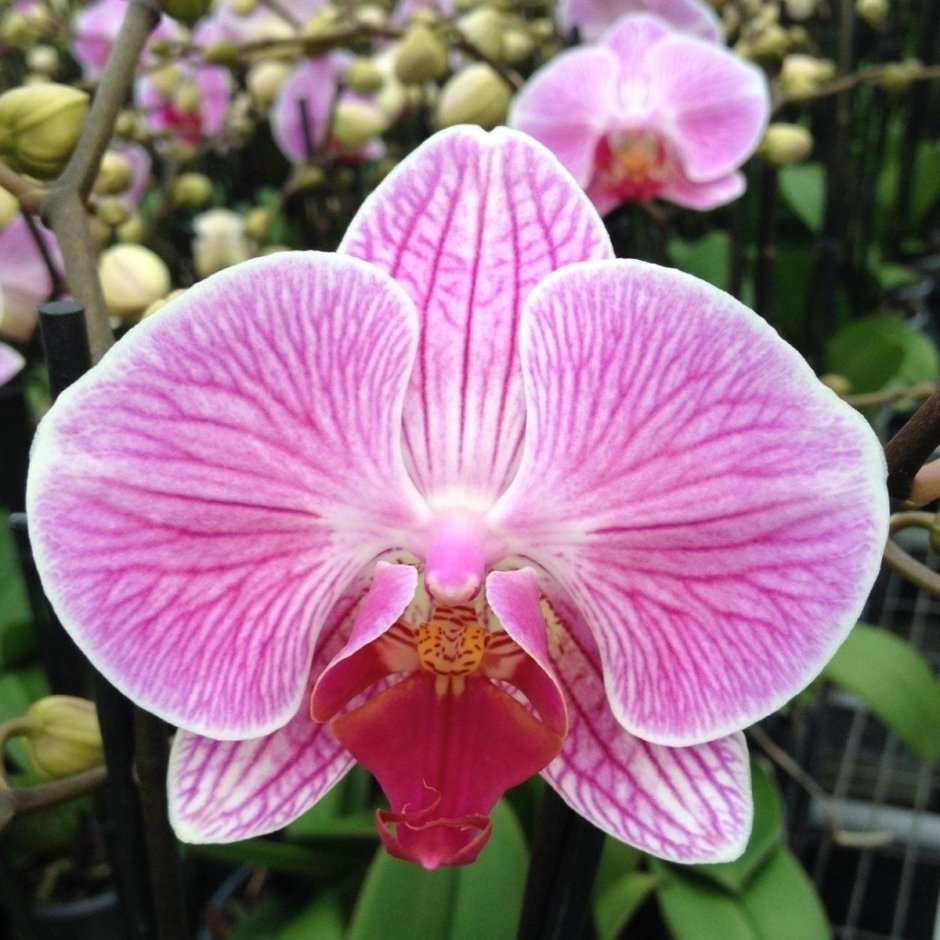 Орхидея фаленопсис Кливленд