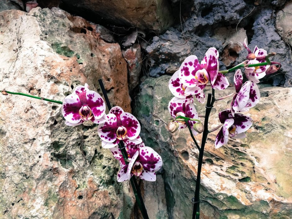 Орхидея Тайсука кобальт