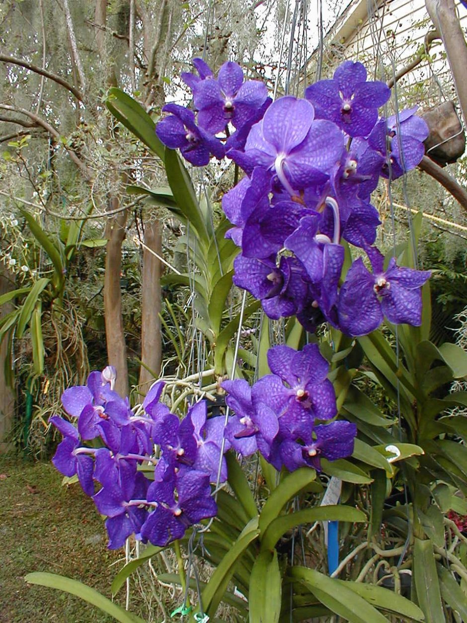 Орхидея Vanda Pachara Delight