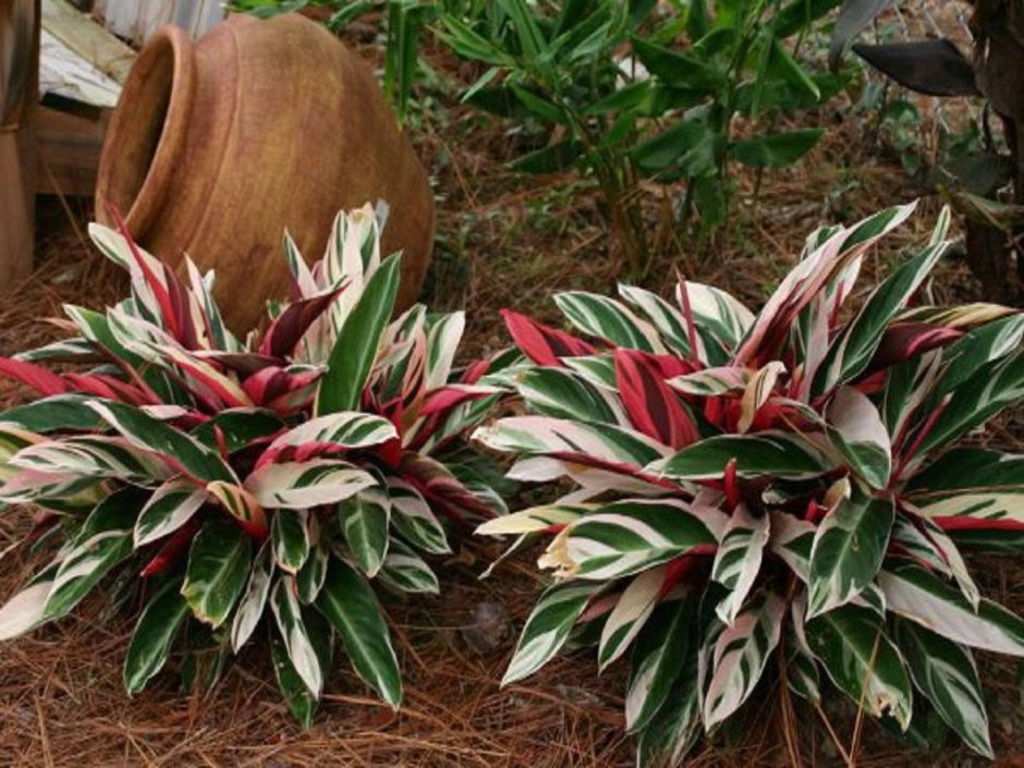 Цветок Строманта трехцветная маранта