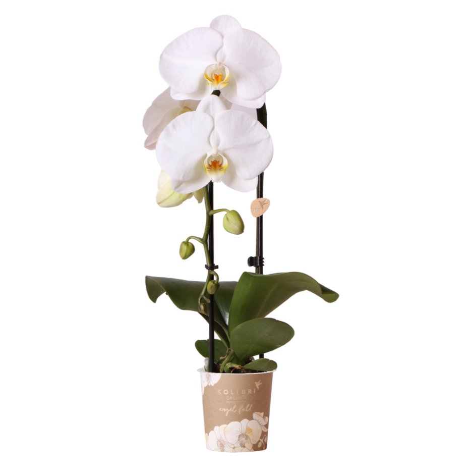Орхидея Vienna