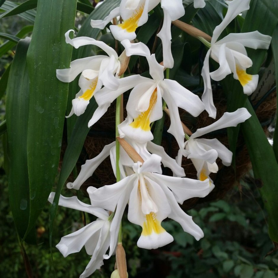 Орхидея ангелочки